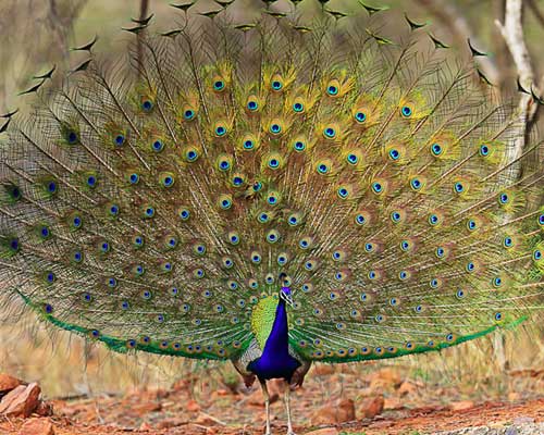 Ranthambore Bird watching