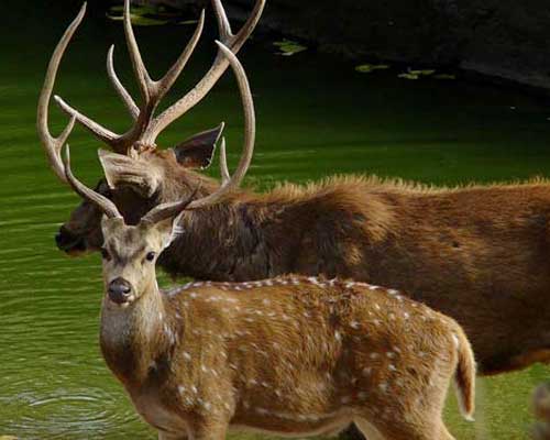 Ranthambore Flora and Fauna