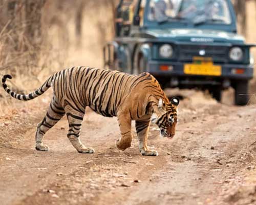 Ranthambore Jeep Safari