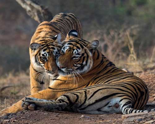 Ranthambore Tiger Safari Zones
