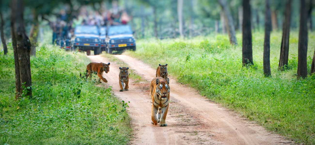 Ranthambore Tour